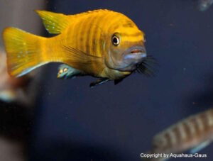 Metriaclima sp. 'zebra gold' Mundola Point